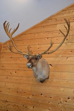 Shoulder Mounted Alaskan Caribou – Scores 374 3/8” – Scored 3rd Place in 1989 by SCI