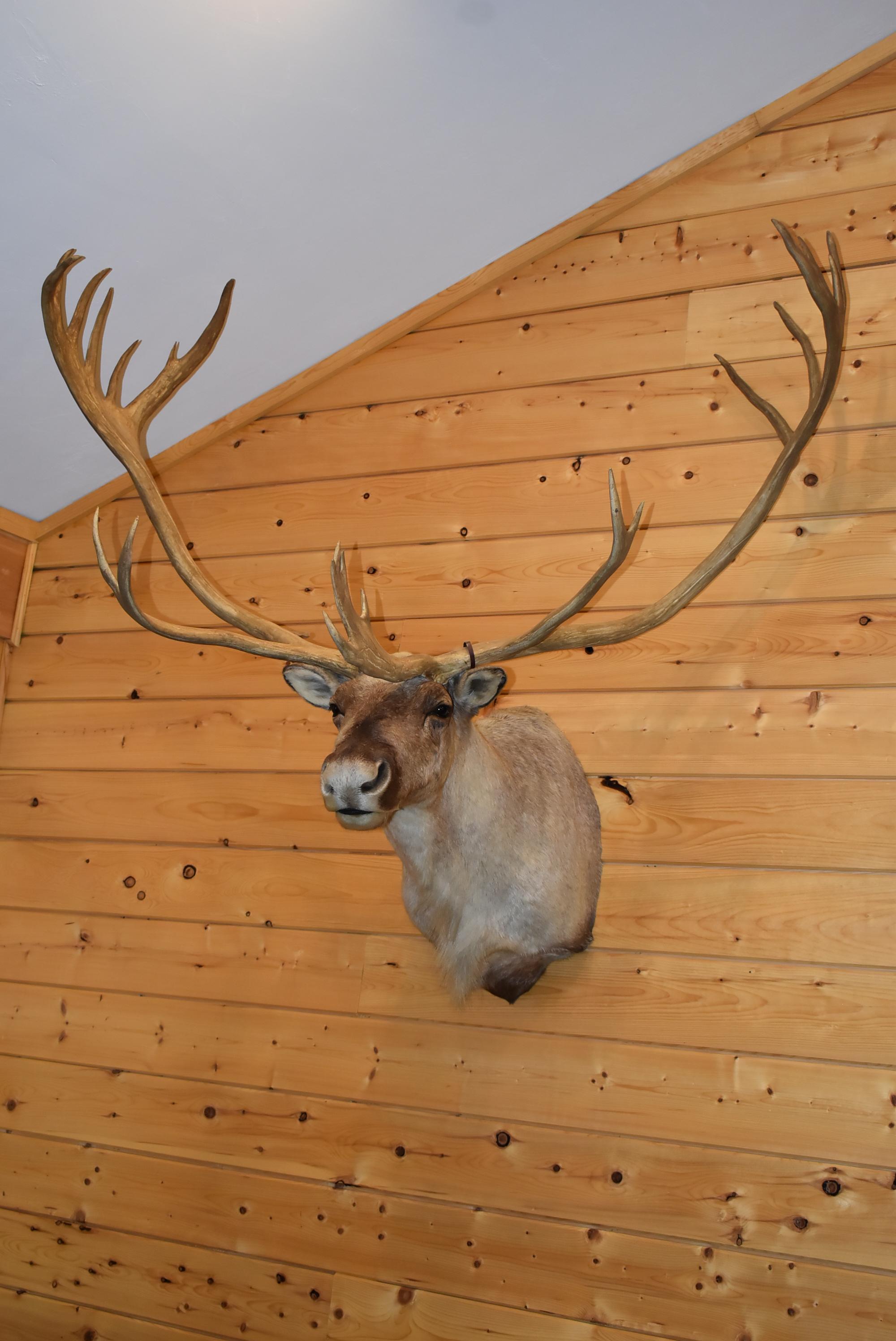 Shoulder Mounted Alaskan Caribou – Scores 374 3/8” – Scored 3rd Place in 1989 by SCI