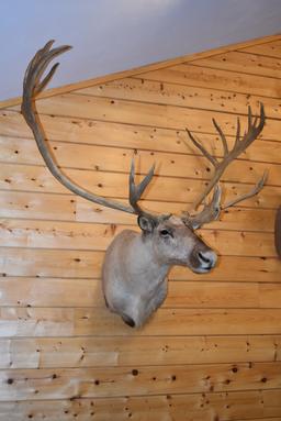 Shoulder Mounted Alaskan Caribou – Scores 374 3/8” – Scored 3rd Place in 1989 by SCI
