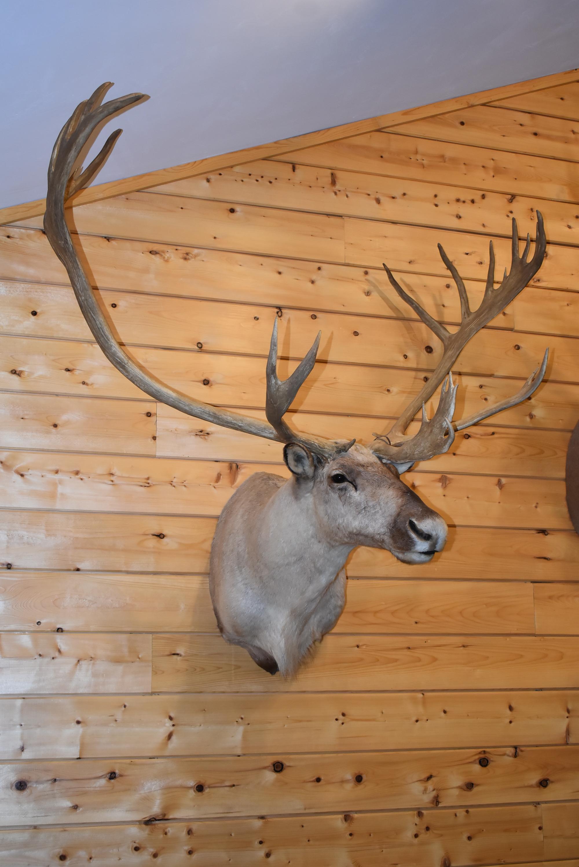 Shoulder Mounted Alaskan Caribou – Scores 374 3/8” – Scored 3rd Place in 1989 by SCI