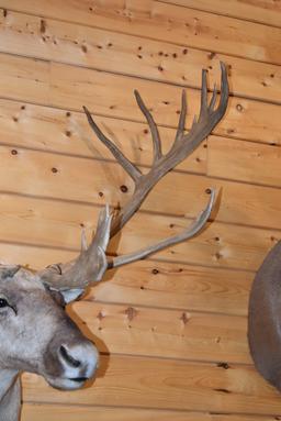 Shoulder Mounted Alaskan Caribou – Scores 374 3/8” – Scored 3rd Place in 1989 by SCI