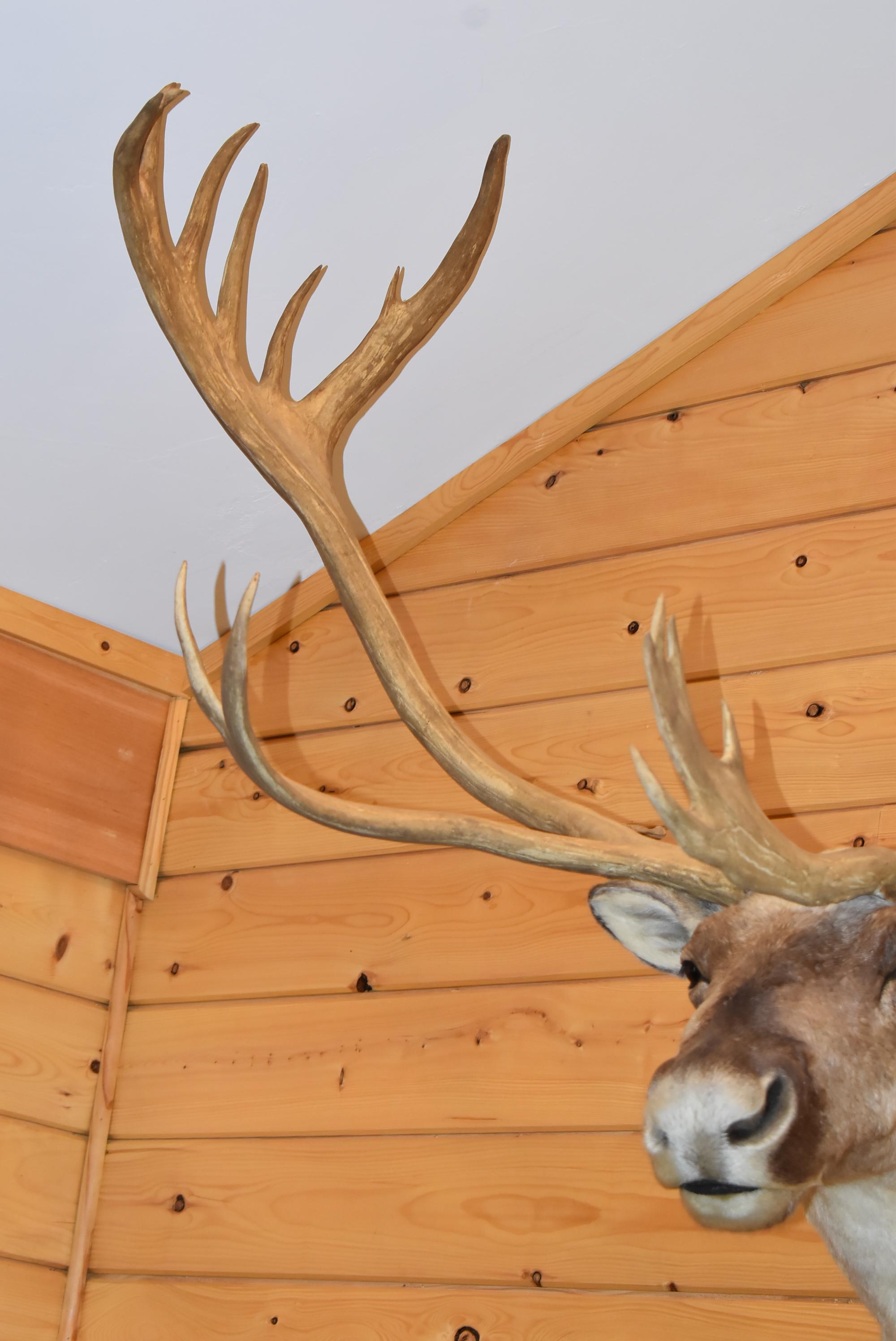 Shoulder Mounted Alaskan Caribou – Scores 374 3/8” – Scored 3rd Place in 1989 by SCI