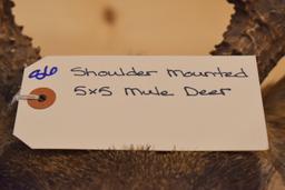 Shoulder Mounted 5x5 Mule Deer