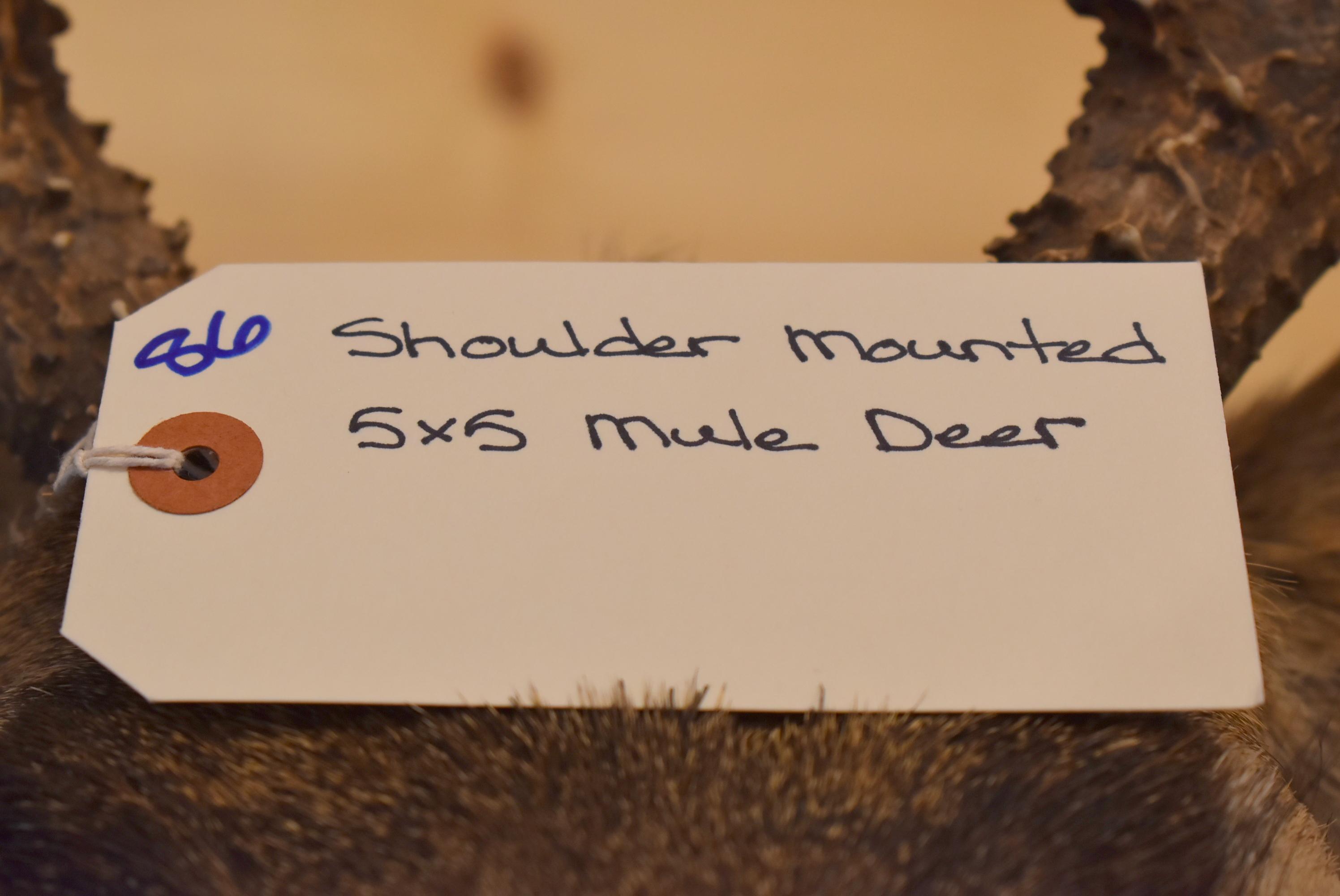 Shoulder Mounted 5x5 Mule Deer