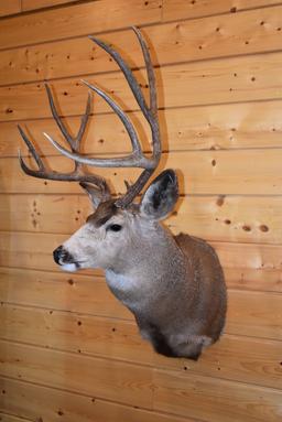 Shoulder Mounted 5x5 Mule Deer