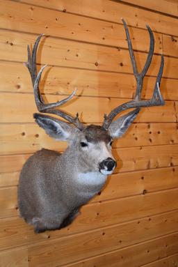 Shoulder Mounted 5x5 Mule Deer