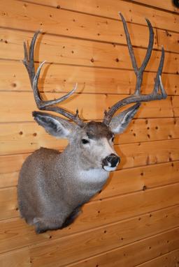 Shoulder Mounted 5x5 Mule Deer