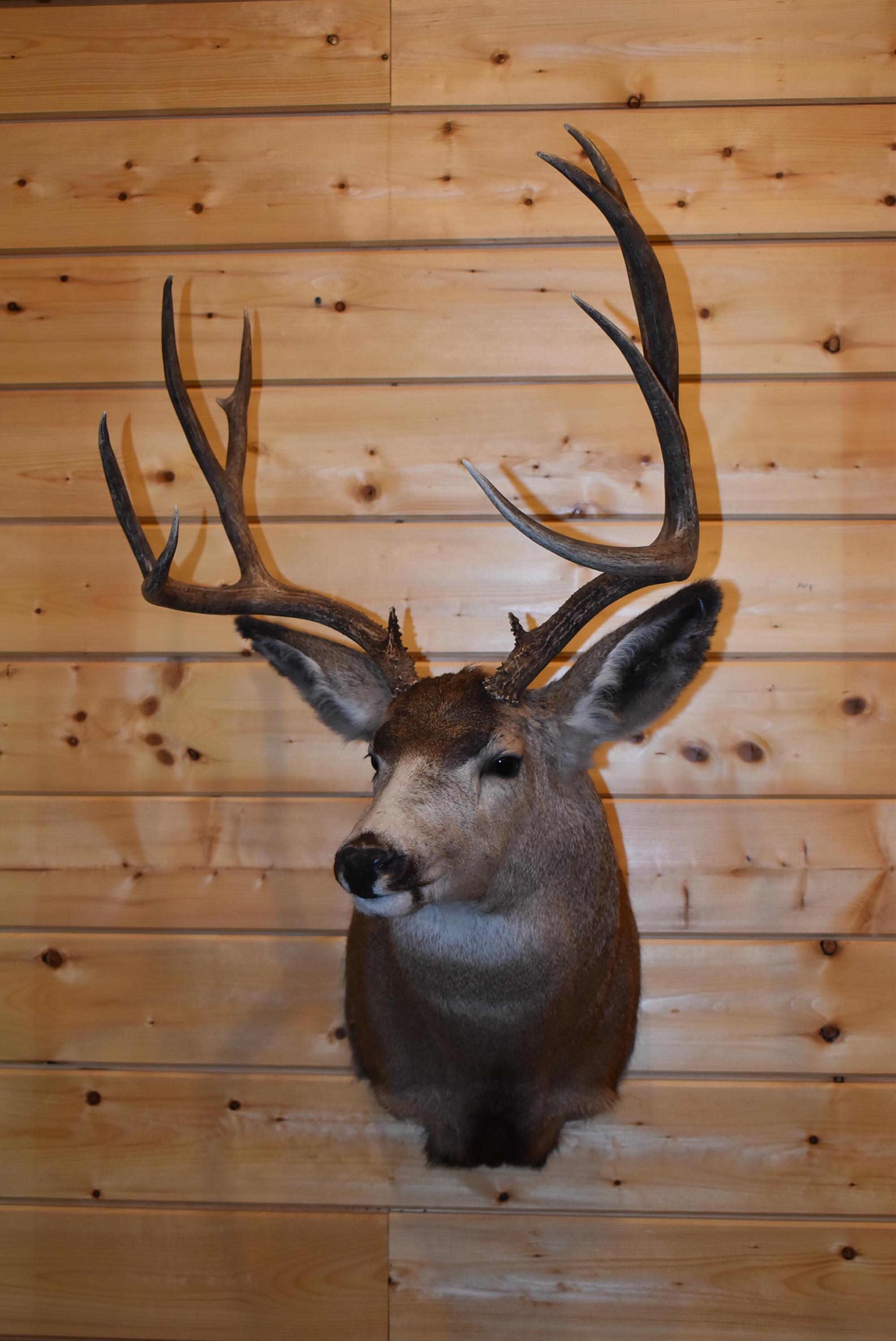 Shoulder Mounted 5x5 Mule Deer