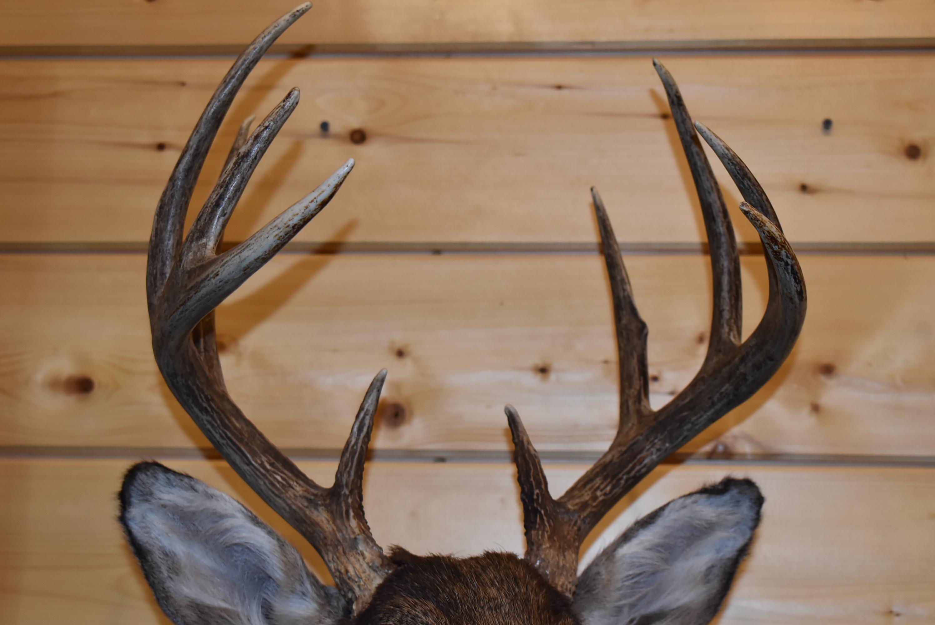 Shoulder Mounted 10 Point Alberta White-Tailed Deer