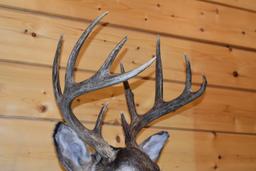Shoulder Mounted 10 Point Alberta White-Tailed Deer