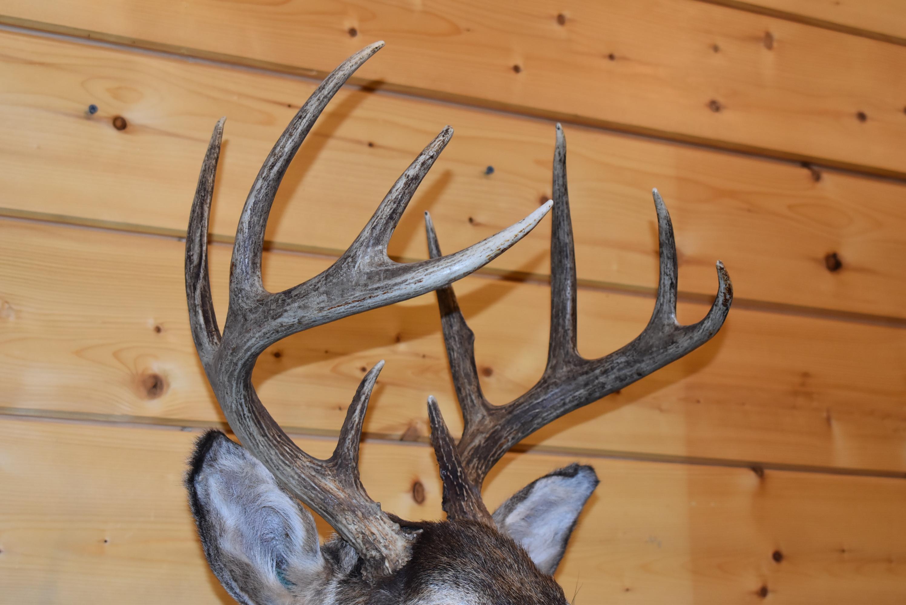 Shoulder Mounted 10 Point Alberta White-Tailed Deer