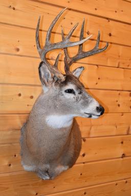 Shoulder Mounted 10 Point Alberta White-Tailed Deer