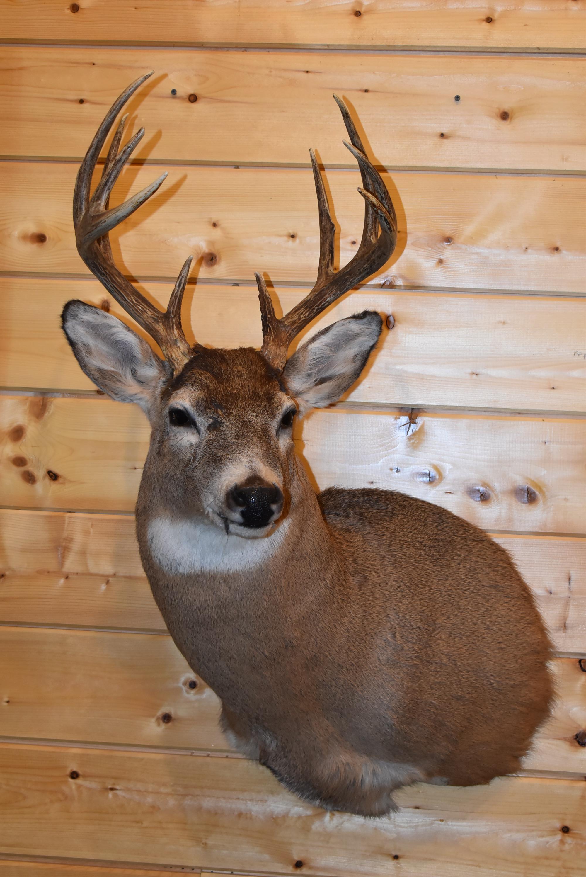 Shoulder Mounted 10 Point Alberta White-Tailed Deer