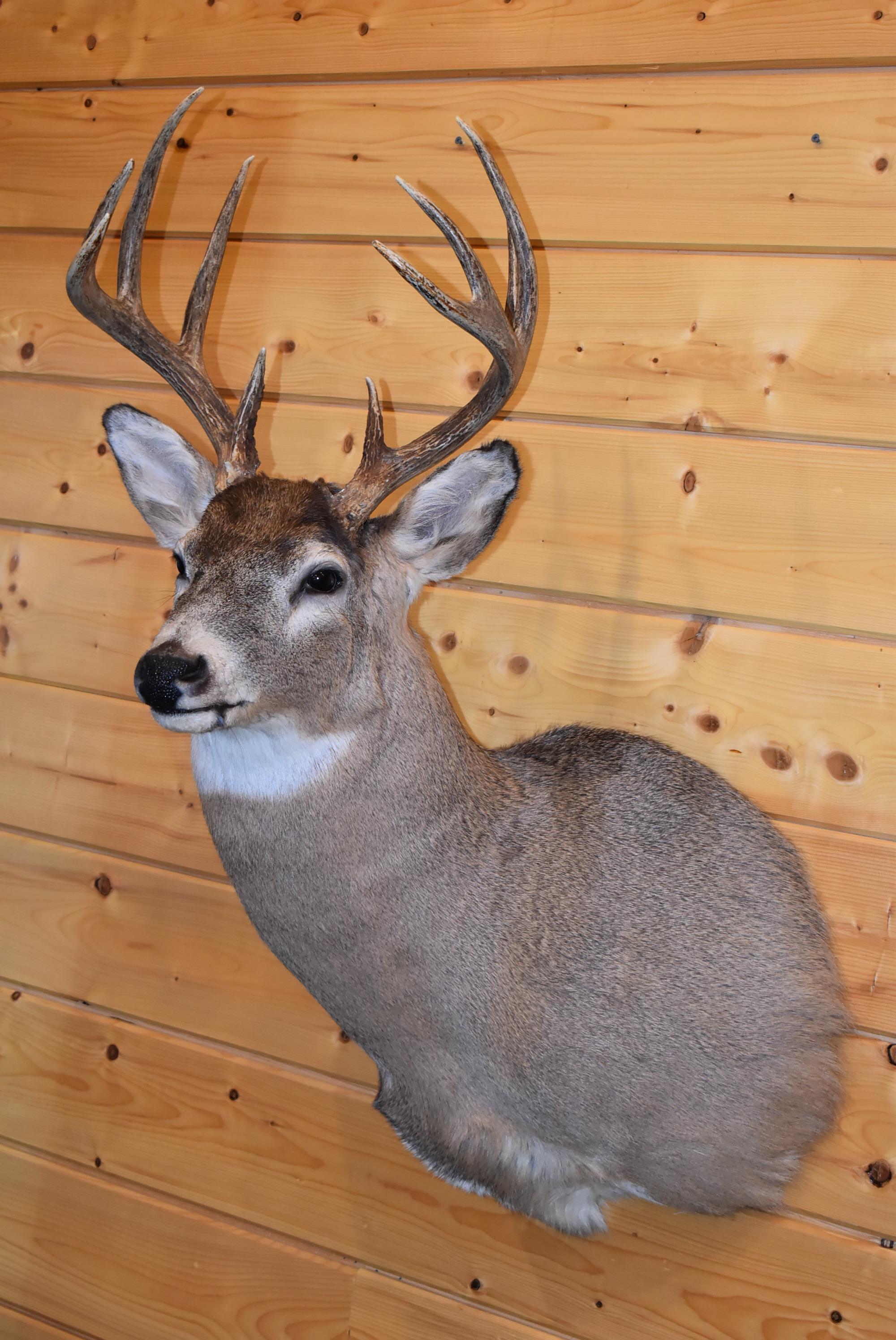 Shoulder Mounted 10 Point Alberta White-Tailed Deer