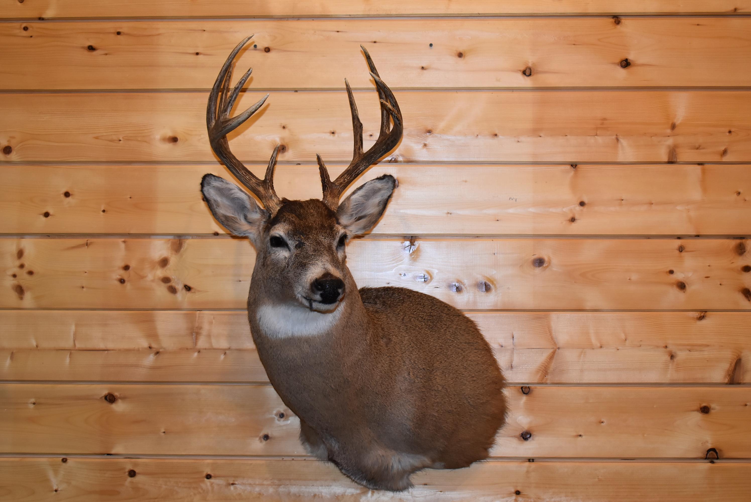 Shoulder Mounted 10 Point Alberta White-Tailed Deer