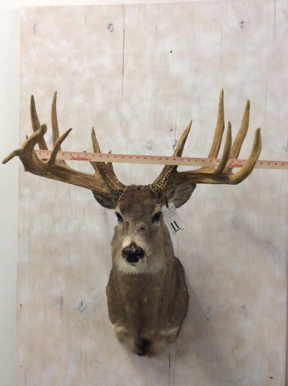 REPRODUCTION-THE GOTT BUCK FROM OHIO