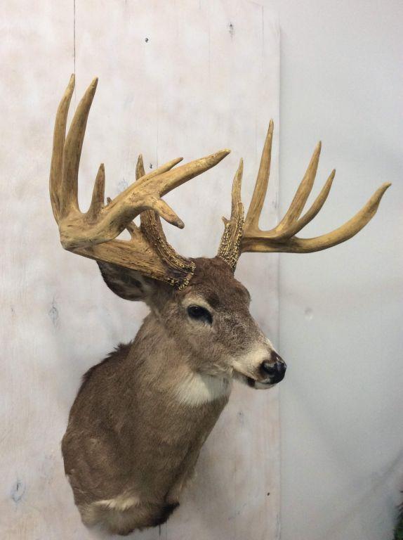 REPRODUCTION-THE GOTT BUCK FROM OHIO