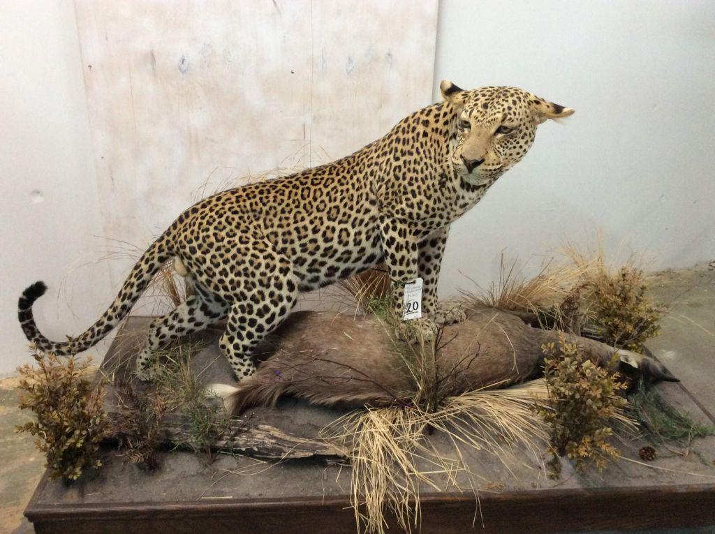 Beautiful Lifesize Leopard w/FB Bushbuck on Base (TX RES ONLY)