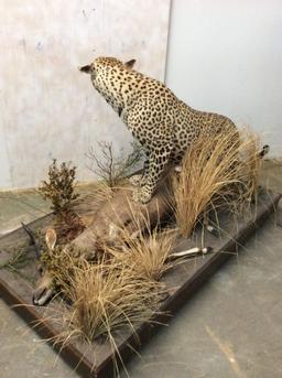Beautiful Lifesize Leopard w/FB Bushbuck on Base (TX RES ONLY)