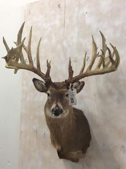 REPRODUCTION-THE AMISH BUCK FROM OHIO-SUPER RARE