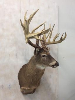 REPRODUCTION-THE AMISH BUCK FROM OHIO-SUPER RARE