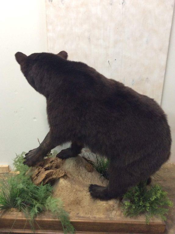 Lifesize Black Bear