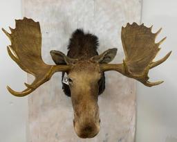 Moose Sh Mt w/Reproduction Antlers