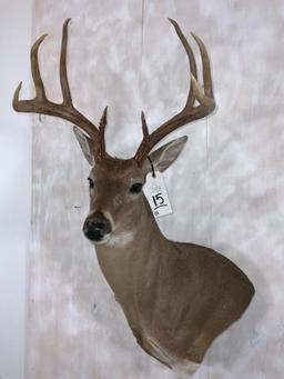 Whitetail Wall Pedestal