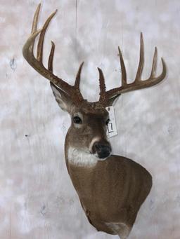 Whitetail Wall Ped Mt