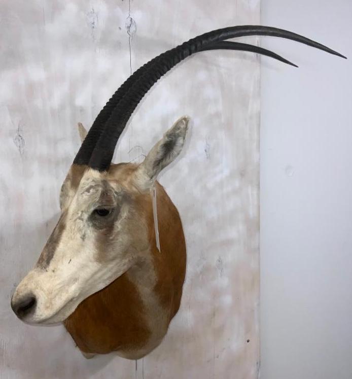 Scimitar Horn Oryx (TX RESIDENTS ONLY)