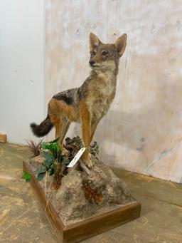 Life size Black-backed Jackal