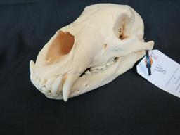 BLACK BEAR SKULL