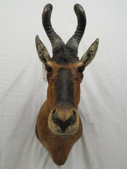 HARTEBEEST SH MT