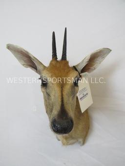 COMMON DUIKER SH MT TAXIDERMY