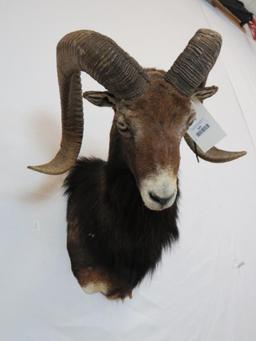 MOUFLON SH MT TAXIDERMY