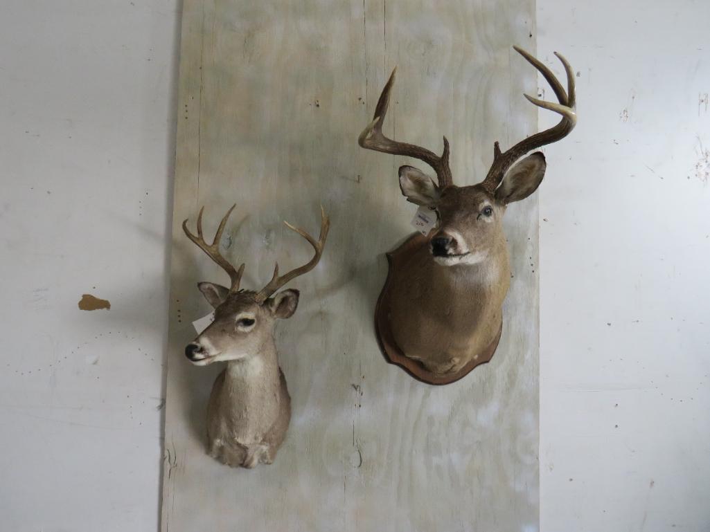 2 Whitetail S Mts (2x$) TAXIDERMY