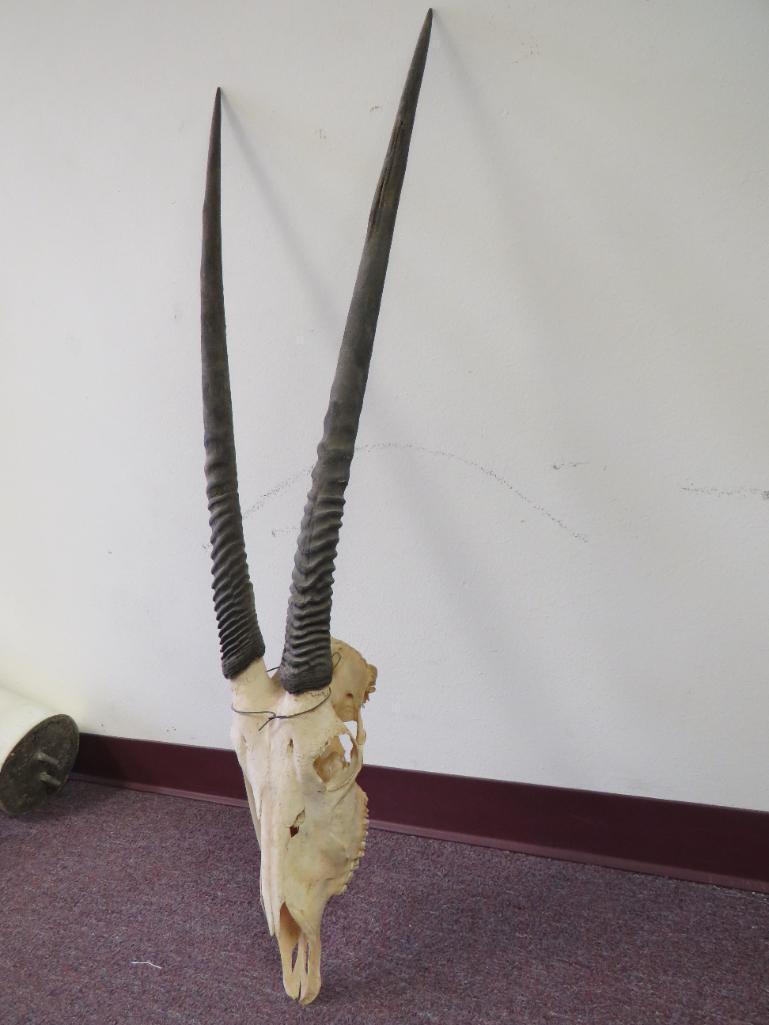 Gemsbok Skull TAXIDERMY