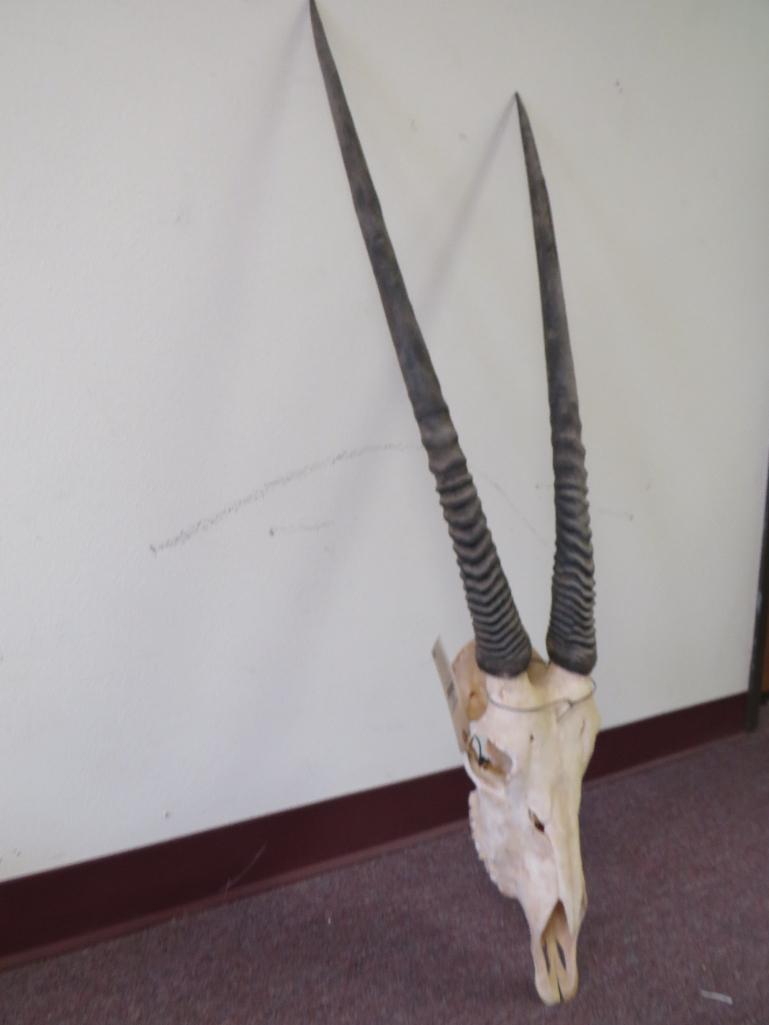 Gemsbok Skull TAXIDERMY