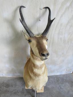 Pronghorn w/Pole for a pedestal TAXIDERMY