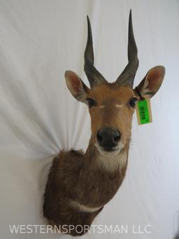 Bushbuck Sh Mt TAXIDERMY