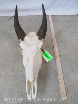 NILGAI SKULL TAXIDERMY