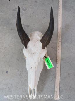 NILGAI SKULL TAXIDERMY