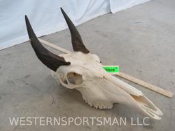 NILGAI SKULL TAXIDERMY