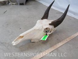 NILGAI SKULL TAXIDERMY