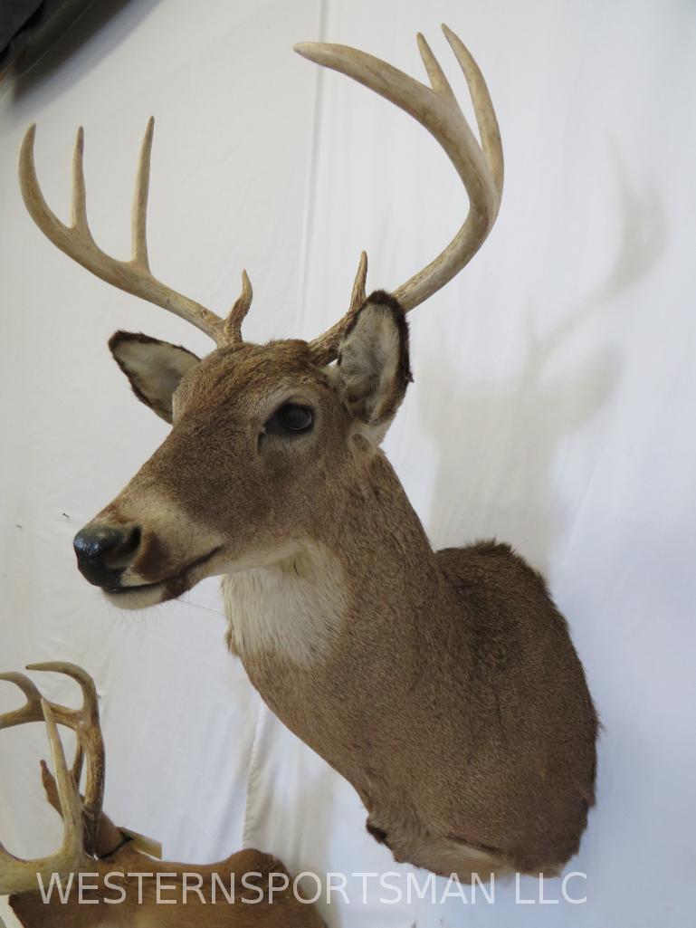 2 Whitetail SH Mts (2x$) TAXIDERMY