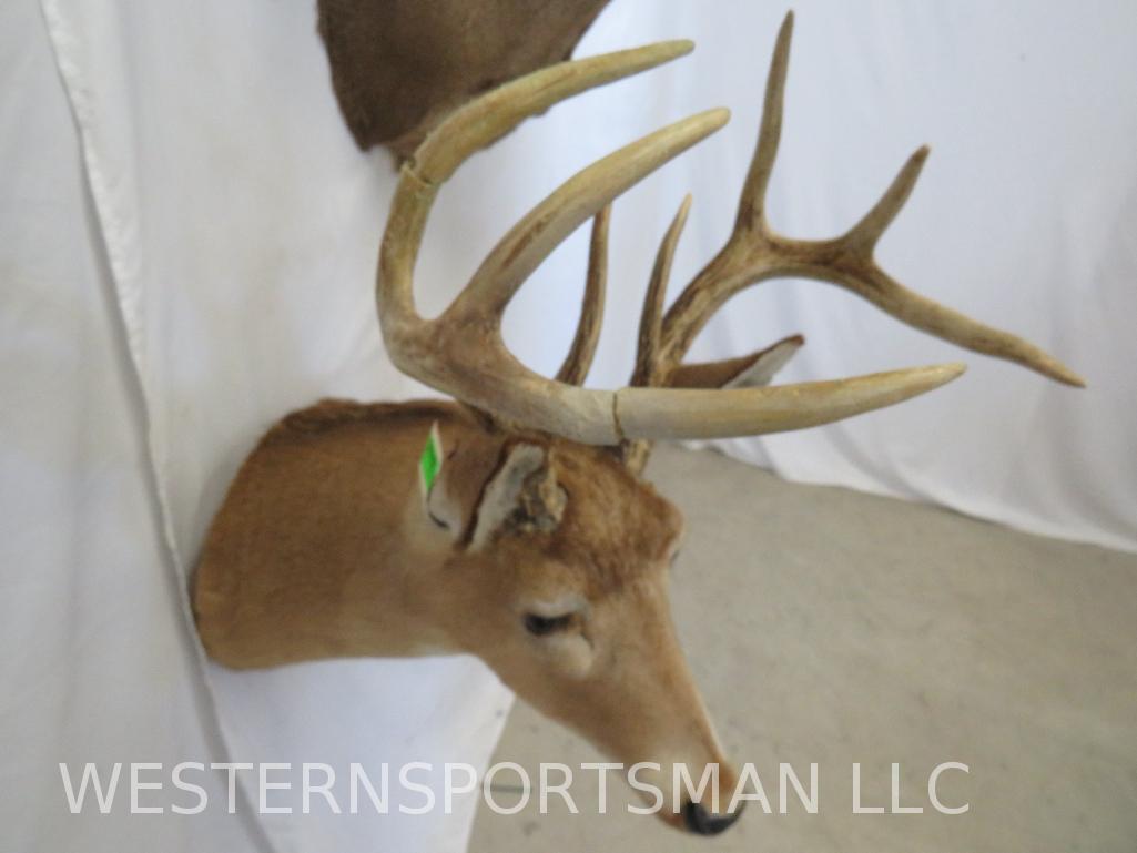 2 Whitetail SH Mts (2x$) TAXIDERMY