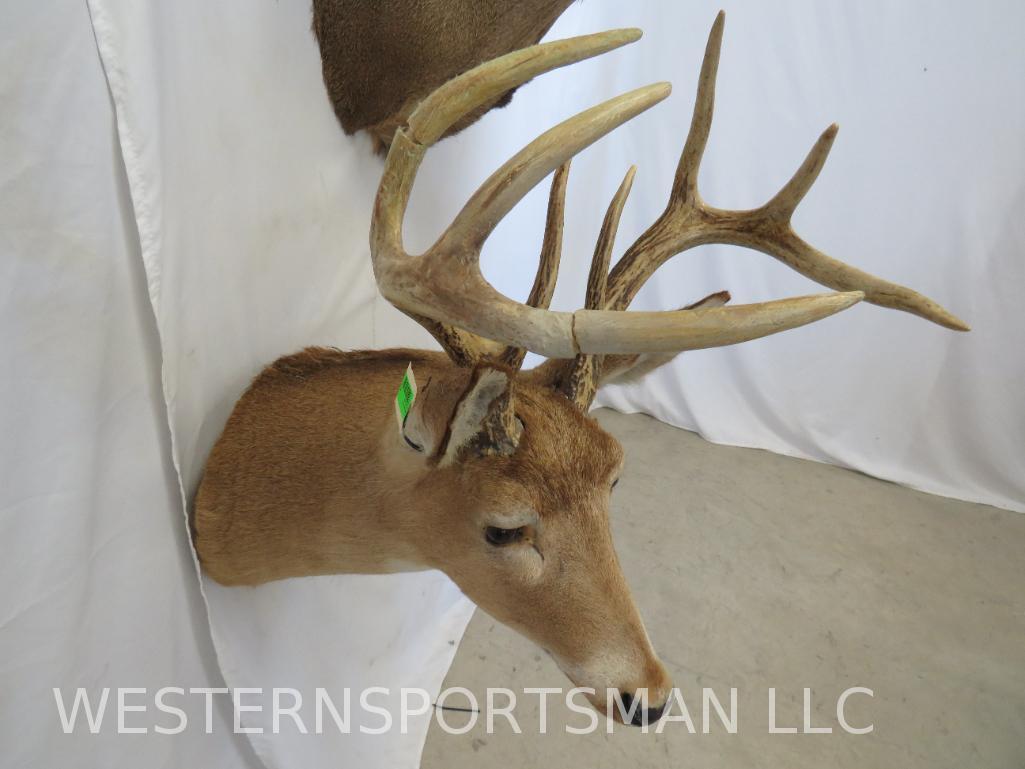 2 Whitetail SH Mts (2x$) TAXIDERMY