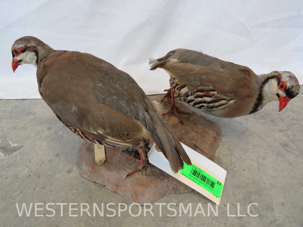 2 CHUKARS ON ROCKS (2x$) TAXIDERMY