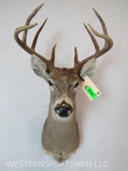 WHITETAIL SH MT TAXIDERMY