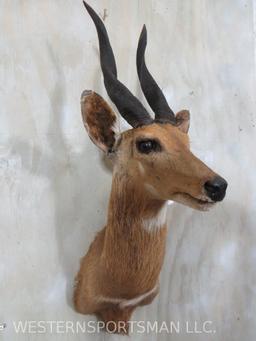 Bushbuck Sh Mt TAXIDERMY